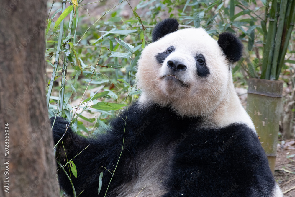 Obraz premium Close up sleeping panda, Qi Yi, Chengdu, China