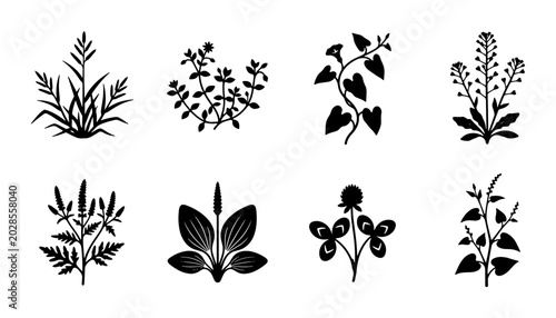 Photos Botanical Vector Icons, Wild Plant Silhouettes, Herbaceous Flora Graphics, Natur