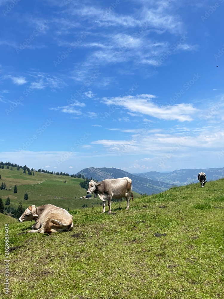 Obraz premium Cute cows on a beautiful alpine meadow in Swiss alps on a sunny day. Mount Rigi, Switzerland