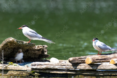 common tern large aquatic bird fisherman at the nest and in flight