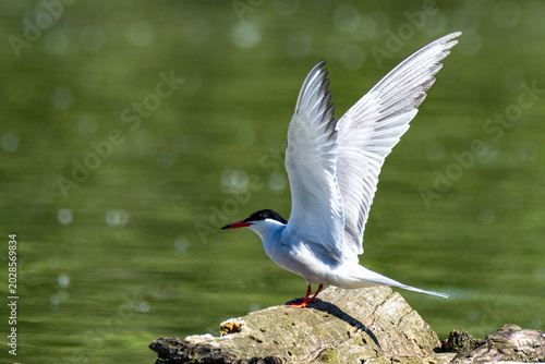 common tern large aquatic bird fisherman at the nest and in flight
