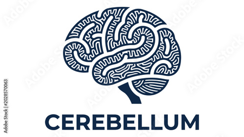 Foto Cerebellum text sits below a stylized graphic of the human brain with intricate maze patterns