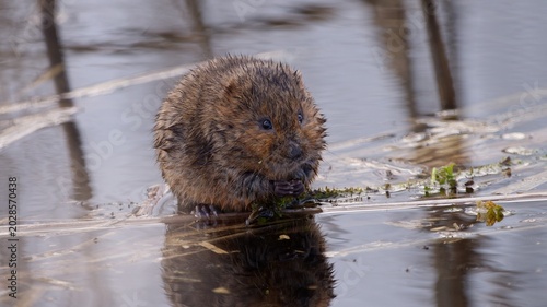 A water vole in closeup at the water edge in spring.