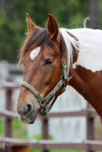 portrait of abrown and white horse
