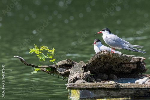 common tern large aquatic bird fisherman at the nest and in flight