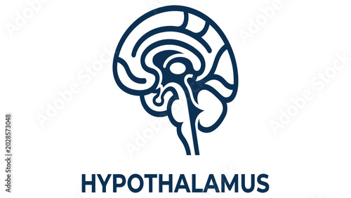 Foto Hypothalamus brain anatomy icon illustrates the critical center for hormonal regulation in humans
