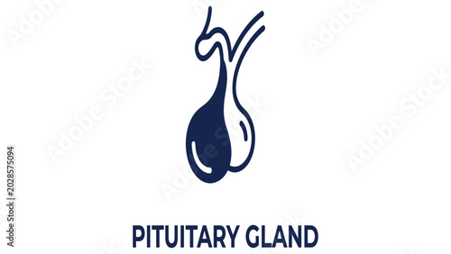 Fotografie Pituitary gland icon represents the master endocrine organ essential for human hormonal regulation