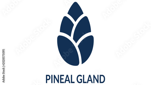Obraz na płótnie Pineal gland icon depicts the small endocrine structure located within the human brain anatomy