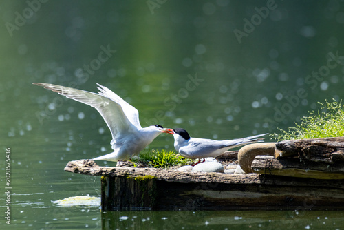 common tern large aquatic bird fisherman at the nest and in flight