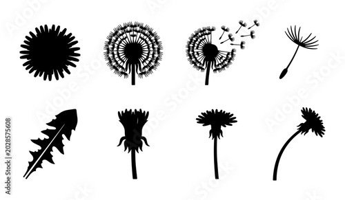 Photos Dandelion Vector Icons Set, Blooming Flower Stages, Seed Dispersal, Leaf Detail,