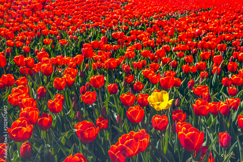 Fotografi Close-up of red tulips at a specialized Dutch flower bulb nursery