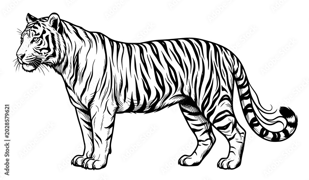Obraz premium Black and White Tiger Profile Line Art Vector Design