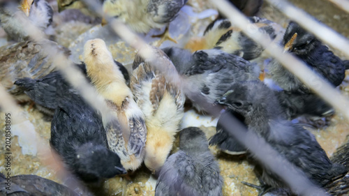 Fotografie Young chicks seen through metal fence on rural farm