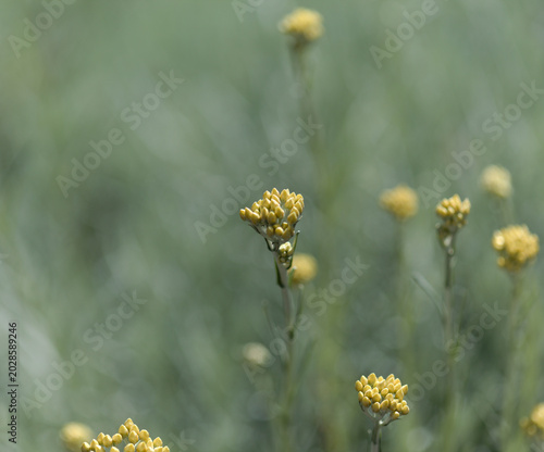 Aromatic Curry Plant, Helichrysum italicum is cultivated on Canary Islands