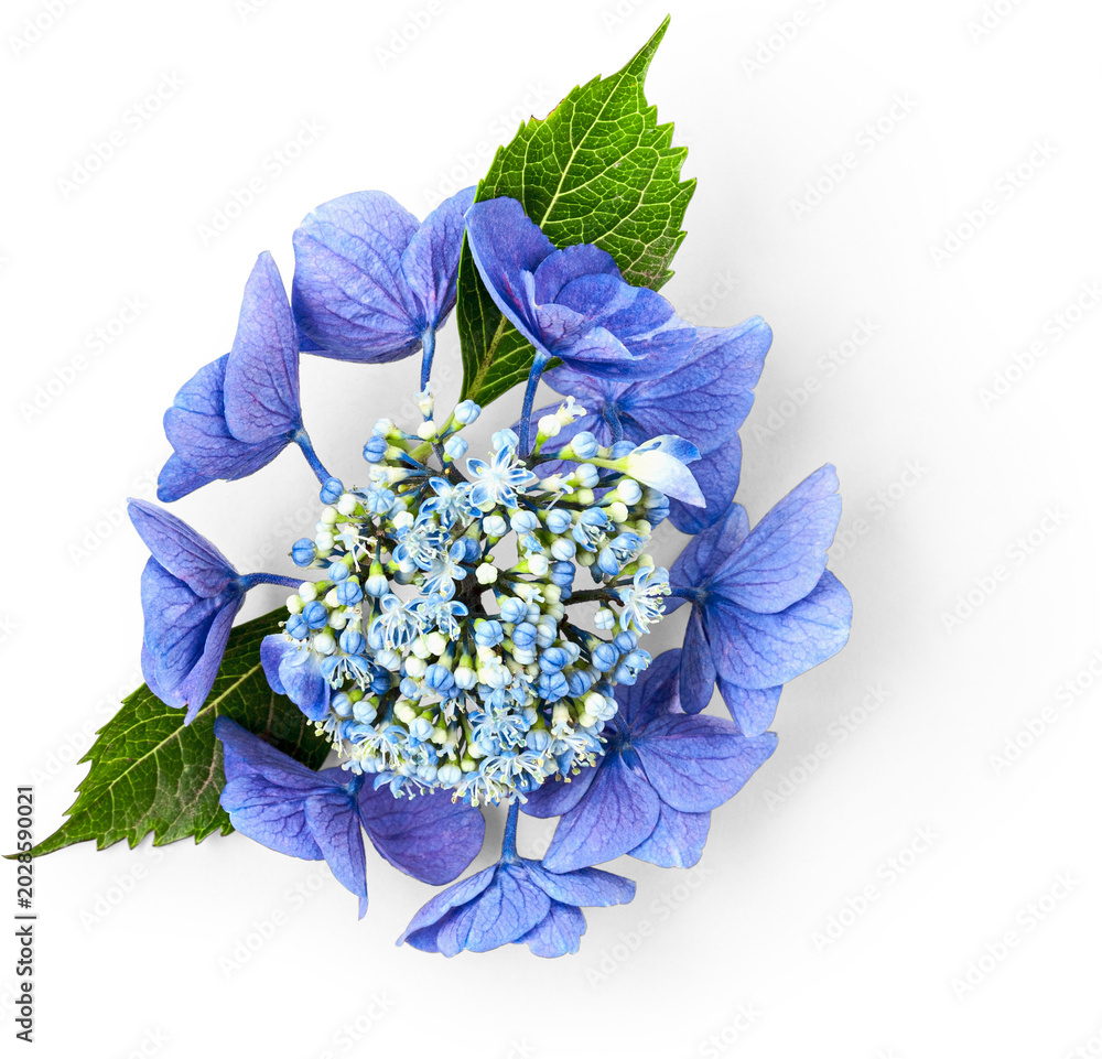 Fototapeta premium Blue hydrangea flower object isolated. PNG with original shadow. Flat lay