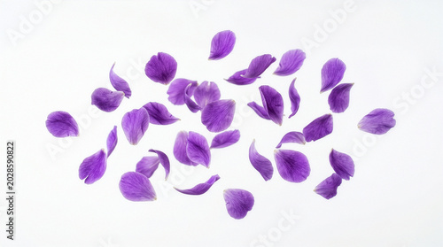 Springtime purple petal flowers levitating in the air, beautiful violet floral flying isolated on white background