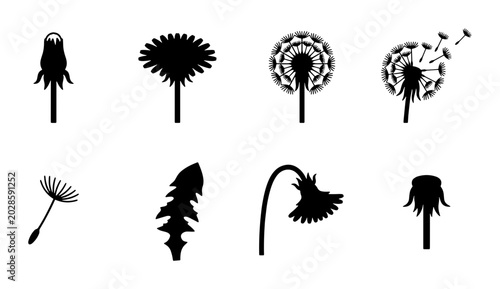 Photos Dandelion Life Cycle Silhouettes, Seed Dispersal Icons, Botanical Vector Element