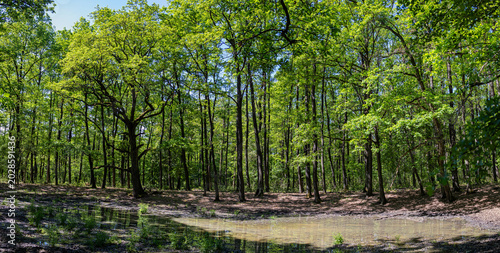 Muddy Pond In Green Forest Panoramic Landscape