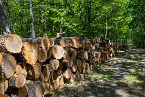 Stacked Wood Logs In Green Forest