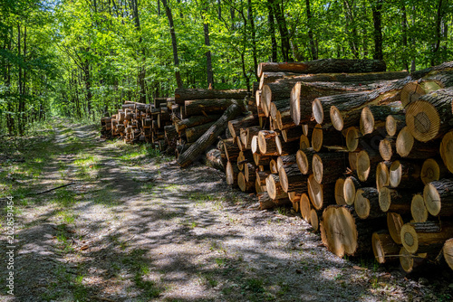 Stacked Wood Logs In Green Forest