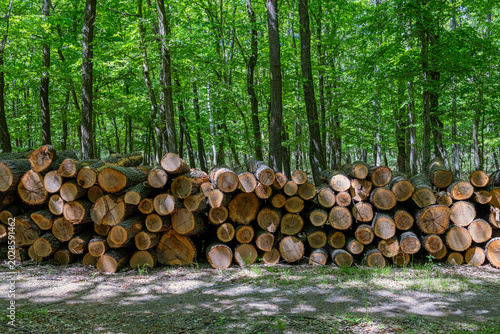 Timber Logs Pile In Green Forest Landscape