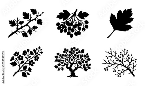 Canvastavla Botanical Silhouettes: Hawthorn Tree, Berries, Flowers, and Leaves Vector Elemen