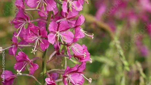 Macro of pink fireweed flowers with shallow depth of field