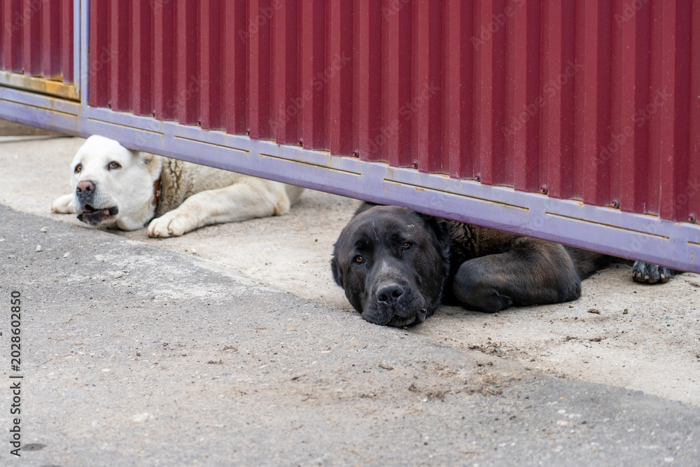 Photos Two large, loyal dogs, one with black fur and other cream-colored, resting peace