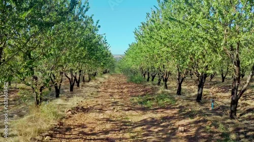 Almond Trees Orchard Sunny Day Agricultural Landscape Green Foliage