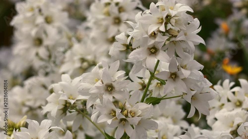 White bellflower blossoms blooming in a summer garden field