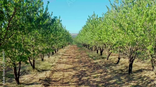 Almond Trees Orchard Rows Agriculture Farm Blue Sky Nature Landscape Green