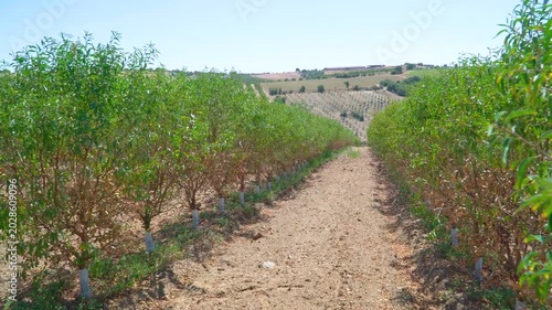 Almond Trees Almond Orchards Rows Green Trees Agriculture Sunny Day Field