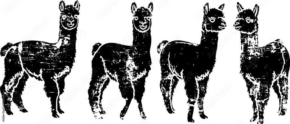 Fototapeta premium Four alpacas standing in pairs facing different directions farm animals, wool producers, outdoor nature scene