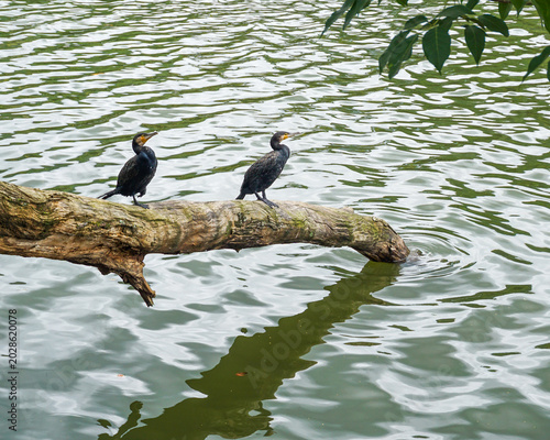 Two Great Cormorants Perched on a Log Over Calm Water