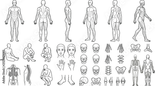   

Detailed human anatomy line drawings showing muscles, skeleton, and body structure in multiple views