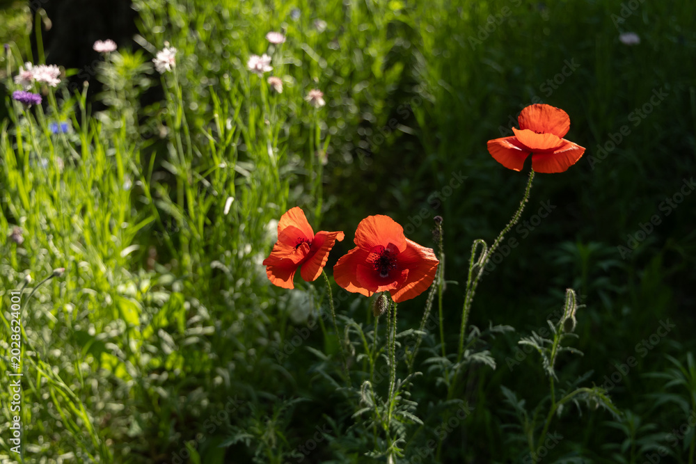 Obraz premium Red Poppies Backlit on Dark Background