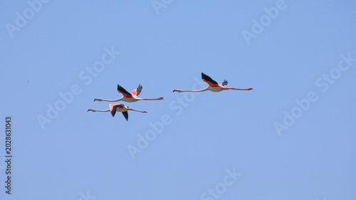 Fotografi Pink flamingos flying gracefully over a wetland landscape, capturing elegant bird movement and natural wildlife scenery