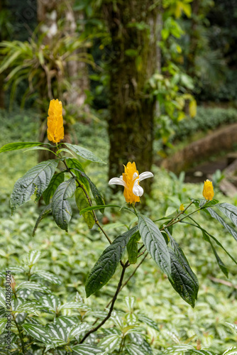 Billede på lærred yellow shrimp plant (Pachystachys lutea) an evergreen tropical plant with striking yellow bracts and white flowers
