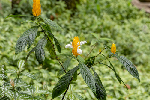 Photos yellow shrimp plant (Pachystachys lutea) an evergreen tropical plant with striking yellow bracts and white flowers