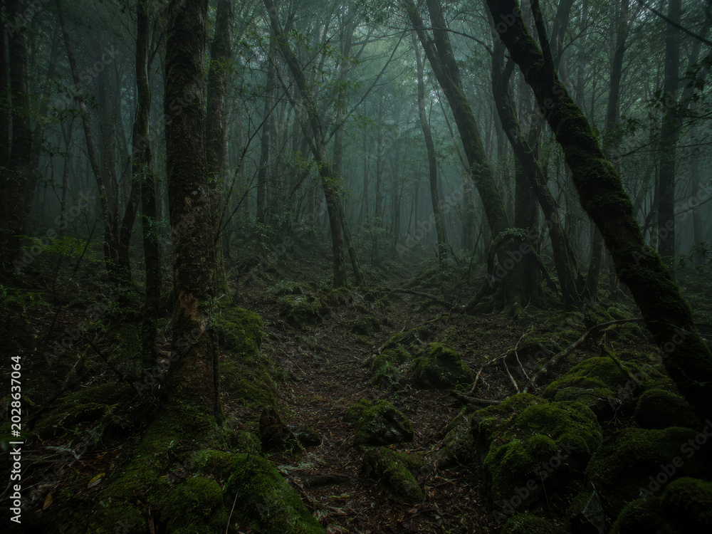 Fototapeta premium Eerie dark fantasy forest scene with dense fog and moss-covered trees, evoking a mysterious and somber mood, isolated on transparent background.