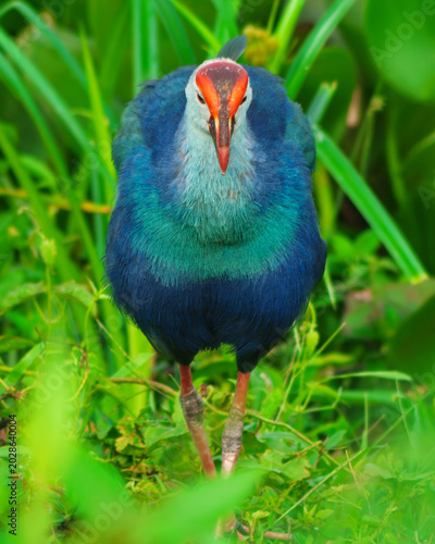 Vibrant Purple Swamp hen Standing in Lush Green Wetland Grass