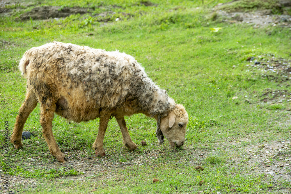 Fototapeta premium A single sheep grazes in a lush green field during overcast daylight showcasing its woolly coat 