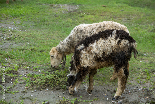 Fényképezés Two sheep grazing in a muddy field during daytime with soft natural lighting