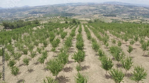 Almond Orchards Aerial View Rows Almond Trees Farmland Landscape Agriculture