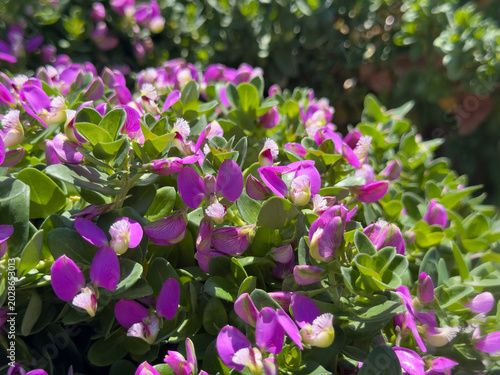 A view of the flowers of the petite butterfly sweet pea plant.