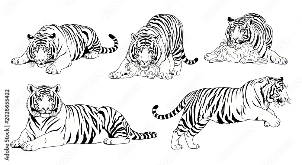 Obraz premium Tiger Collection: Majestic Big Cat Illustrations in Various Poses