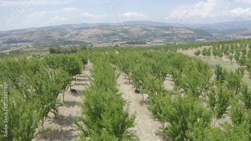Almond Orchards Landscape Rural Farm Green Trees Cultivation Agriculture Scenic View