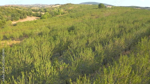 Almond Orchards Aerial View Green Landscape Agricultural Fields