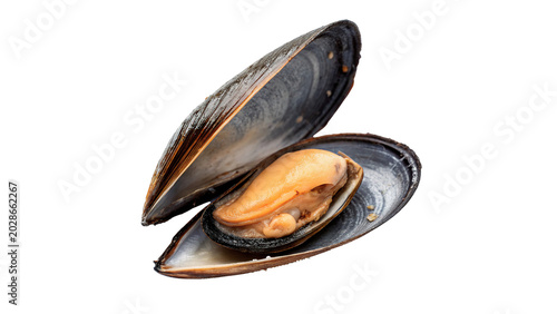 Tableau sur toile A single natural dark open bivalve mussel seafood shell delicacy restaurant food