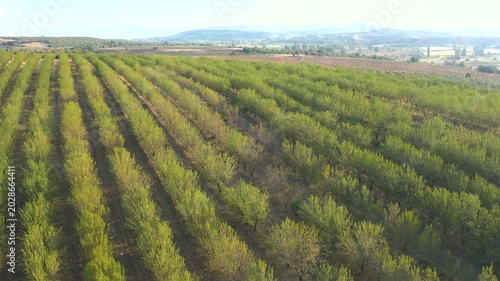 Almond Trees Almond Orchards Aerial View Green Rows Farming Agriculture Landscape